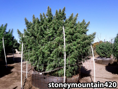Outdoor cannabis plants can get huge, and yield several pounds of bud