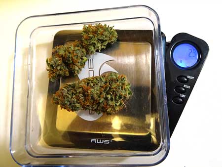 Small Critical Jack cannabis buds ended up weighing 2.9 grams after they've dried