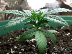 Young marijuana plant is loving life