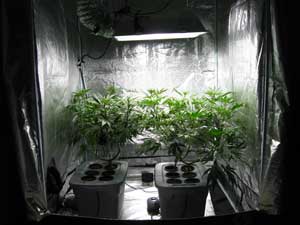 Happy cannabis plants in a grow tent
