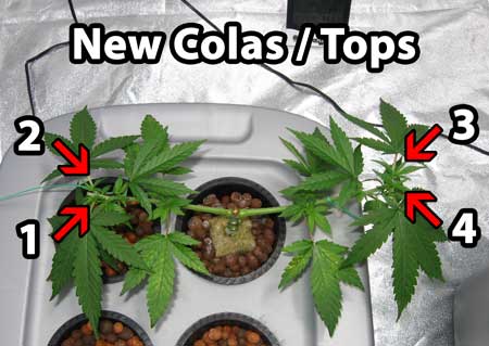 Building a cannabis manifold - there are now 4 total growth tips / colas