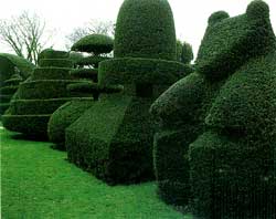 Topiary takes advantage of LST methods to break apical dominance