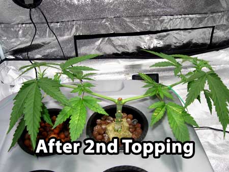 Building a cannabis manifold - plant right after 2nd topping