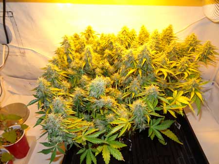A picture of those auto-flowering cannabis plants with a Flash on the camera