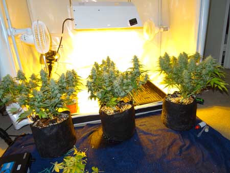A view of the three auto-flowering cannabis plants outside their tent
