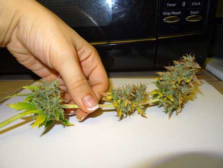 Here's that 64-day old untrimmed cannabis cola - right after harvesting just this one bud