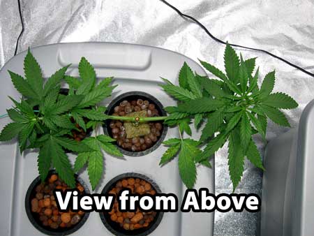 Same cannabis plant - view from above