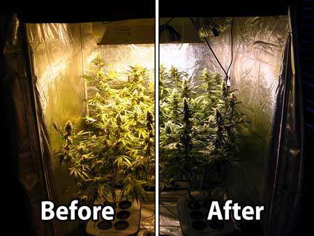This picture shows a "Before" and "After" of altering levels for an HPS plant pic