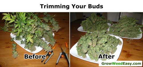 Trimming your marijuana buds - before and after