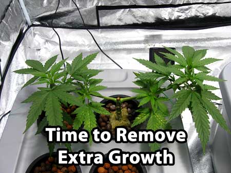 At this point in the manifolding process, it's time to remove the extra growth