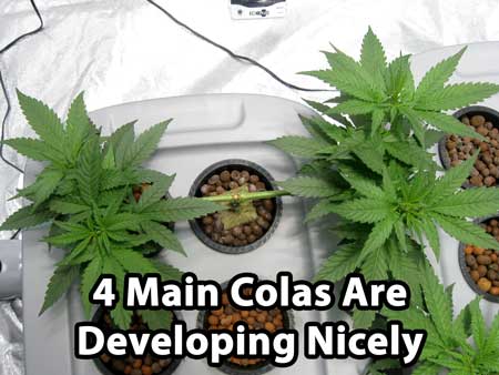 This cannabis plant is being main-lined, and the 4 new colas are developing nicely