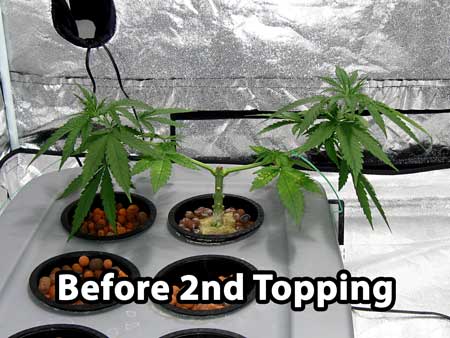 Building a manifold - cannabis plant just before second topping