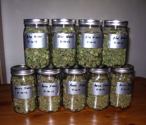 Cannabis buds curing in quart-sized glass mason jars