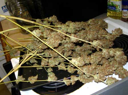 A pile of cannabis buds - the site that every grower loves to see :)