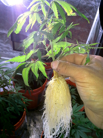 Cannabis roots exposed - healthy white roots on a marijuana plant see the light of day for the first (and hopefully only) time