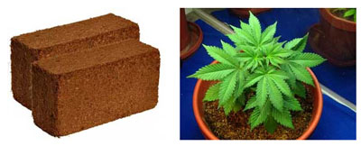Coco coir for your cannabis grow