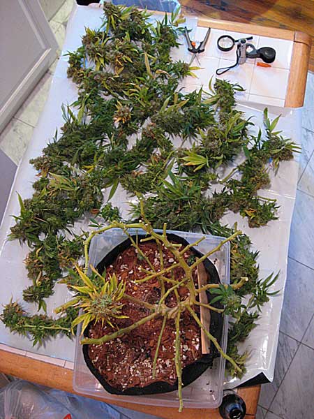 Cannabis plant in coco coir - harvested!