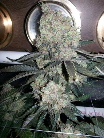 This Critical Hog bud grew in a classic cannabis shape, often associated with Indica strains