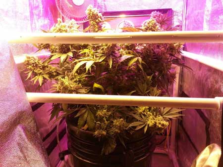 Growing Critical Hog marijuana strain in DWC bucket with ScrOG under HPS/LED combo - View from the side
