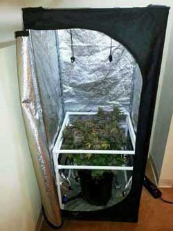 Critical Hog grown in DWC bucket just before harvest - See her in her tent - Denver Grows