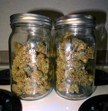 Critical Jack auto-flowering cannabis buds in jars, ready to be cured