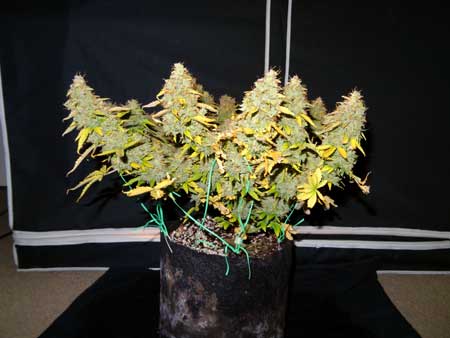A side view of the Critical Jack auto cannabis plant just before harvest