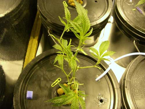 Young Marijuana plant after being defoliated