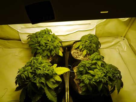 This auto-flowering cannabis plants are droopy at the start of week 4
