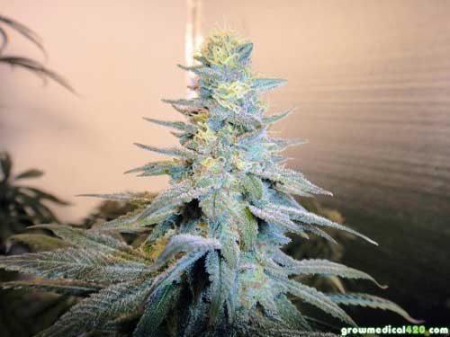 Afghan Kush’s lower, narrow colas with rock hard density & trichomes for miles!
