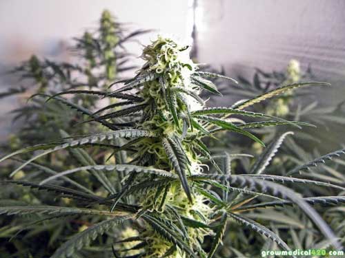 Critical Sensi Star blooming well under the Pro-Grow 550 LED grow light