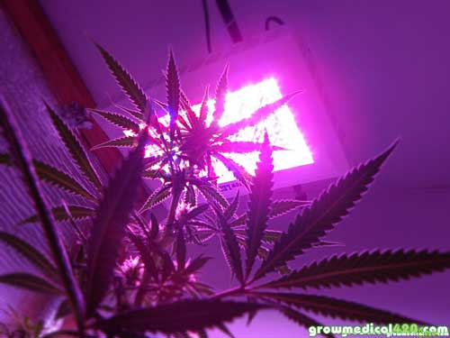 Critical+Sensi Star blooms under the Pro-Grow 550 LED