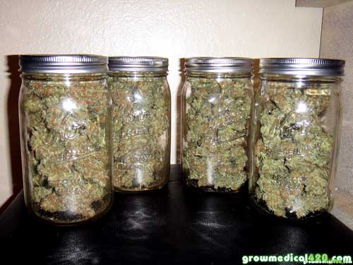 While stored in jars, these Critical Sensi buds will get daily “burpings” until they’re properly cured