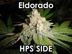 Eldorado - bud from the HPS side