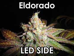 Eldorado - bud from the LED side