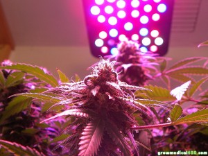 View LED grow journal by Endive of GrowMedical420.com