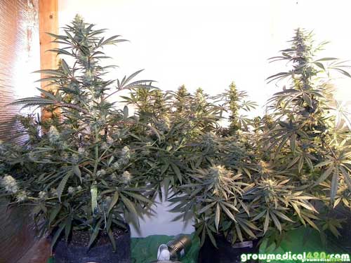 Branches begin to spread as buds thicken & colas grow heavier