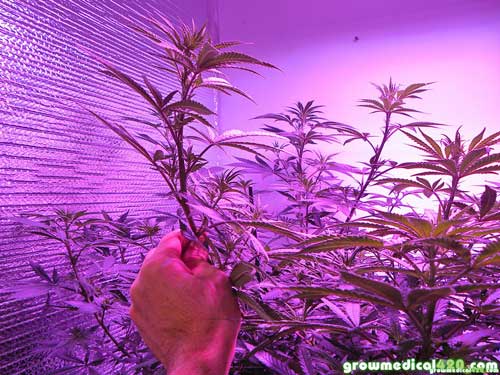 Profuse branching & ideal node spacing allows for thick budding colas