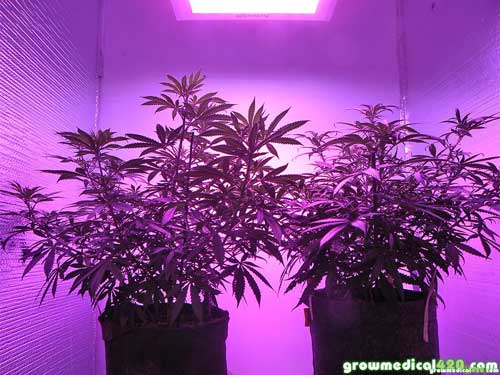 Both plants have taken well to the Pro-Grow 550