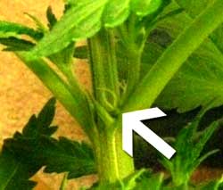 Samičí pestíky (předkvěty) se mohou objevovat když je rostlina stále ve vegetační fázi. Je to nejčastější když jsou rostliny dospělé, nebo když začínáte s klony z už dospělé rostliny.