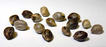 Closeup of feminized cannabis seeds