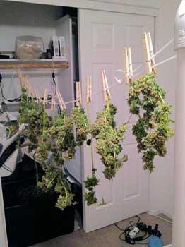 A grower's first harvest drying in a bedroom