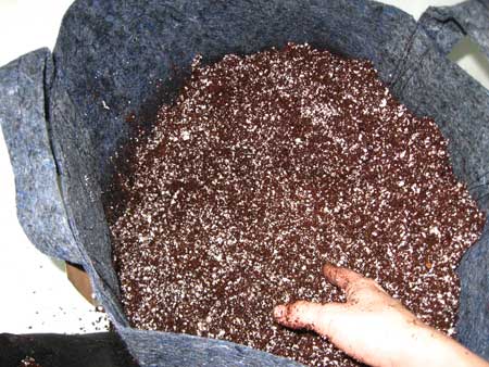 Coco coir and perlite potting mix - ready for growing
