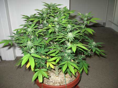 A flowering cannabis plant growing in coco coir