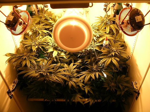 Close-up of cannabis growing in the stealth cabinet - White Widow
