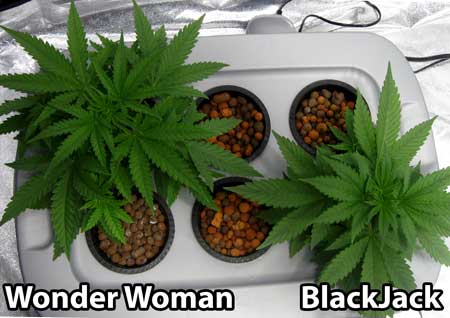 Chose the best cannabis plant from each strain - these chosen two plants will be nurtured until harvest