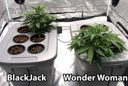 The BlackJack and Wonder Woman cannabis plants were moved to their own separate tubs
