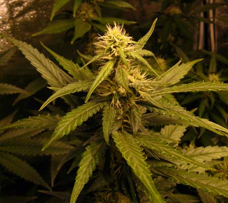A view of a BlackJack cannabis bud fattening up under a 600W HPS grow light - click for closeup!
