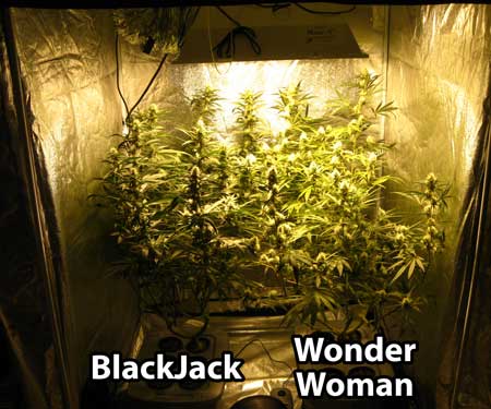 Two cannabis plants grown in top-fed DWC in 600W grow tent