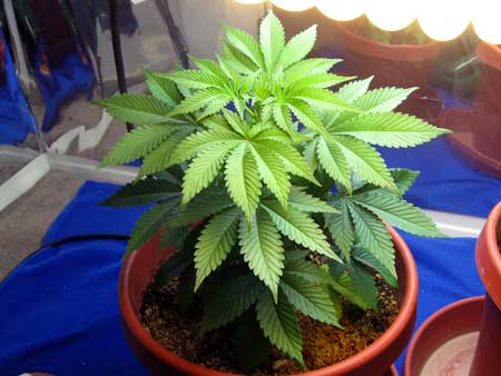 Healthy young cannabis plant growing in coco coir