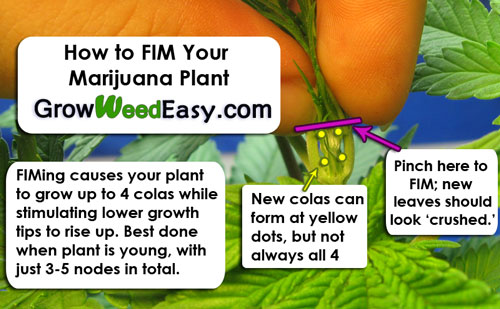 How to FIM your plants!
